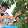 福島現地ルポ　胸張って安全な桃を出荷　全国の励ましを力に